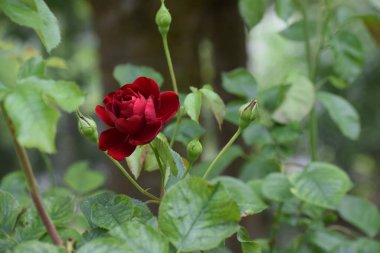 Bir çalılığın arkasında kırmızı gül