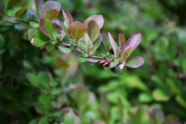 Güzel botanik fotoğrafı, doğal duvar kağıdı.