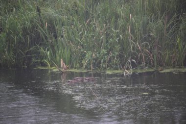 Gölde küçük bir ördek