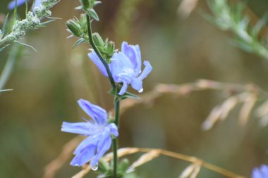 Bahçedeki güzel çiçekler
