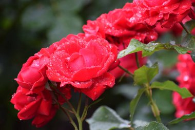 Bahçede kırmızı gül