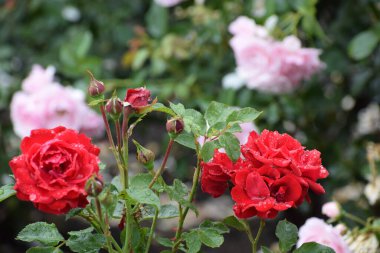 Bahçedeki güller, güzel güneşli bir günde güller güzeldir..