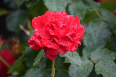 Su damlalı kırmızı çiçek