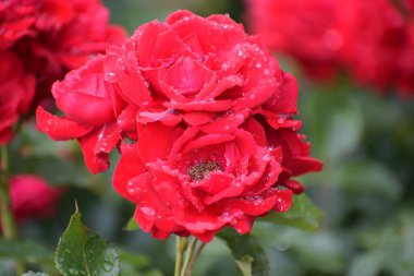 Bahçedeki kırmızı güller