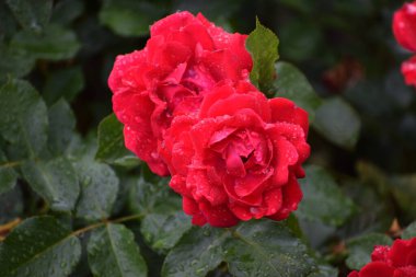 Bahçedeki güzel çiçekler