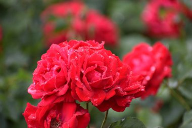 Bahçedeki güzel güller