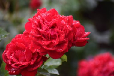 Bahçede kırmızı gül