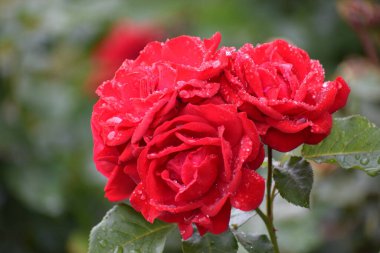 Bu resim, Rosaceae ailesine ait olan Rosa cinsinin bir çiçeğini gösteriyor..