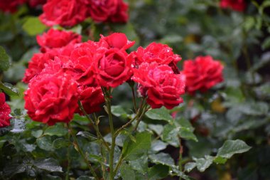 Bahçede güzel kırmızı güller