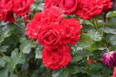 Bahçede güzel çiçekler, flora