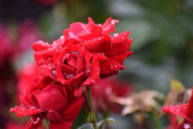 Bahçede güzel kırmızı güller