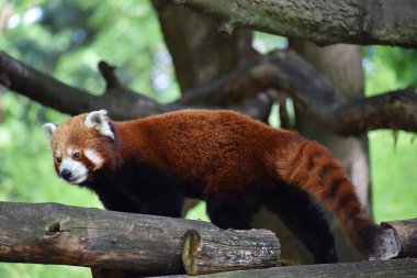 Hayvanat bahçesindeki kırmızı panda