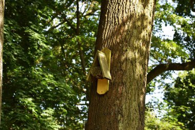 Ormandaki sarı ağaç