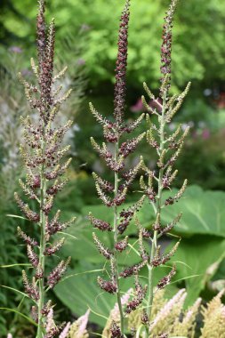 Güzel botanik fotoğrafı, doğal duvar kağıdı.