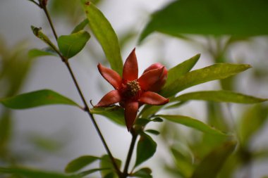 Bahçede kırmızı gül