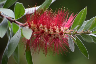 Avustralya protea çiçeğinin kırmızı çiçekleri çiçek açtı.