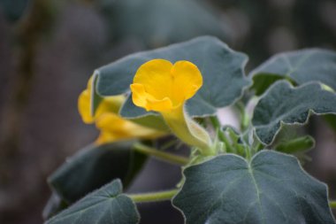 Güzel botanik fotoğrafı, doğal duvar kağıdı.