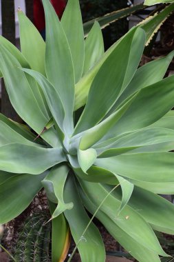 aloe vera bitkisi, bitki