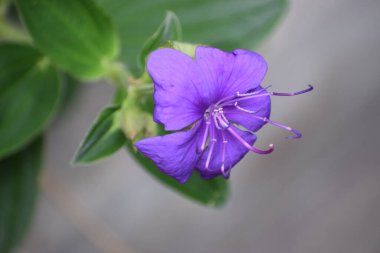 Bahçedeki güzel çiçekler