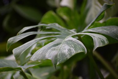 Yeşil yaprakları kapat