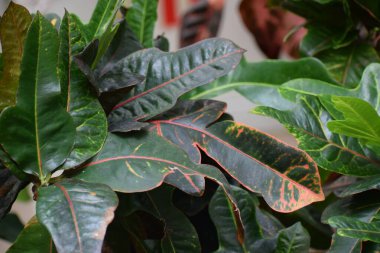 Bahçede yeşil yapraklar