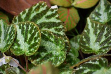 Bir bitkinin güzel yaprakları