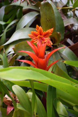 turuncu ve kırmızı kızıl renkli, tropikal yaprak