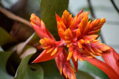 Doğa bahçesindeki kırmızı çiçek, kapat.