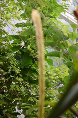 Ormanda yeşil yapraklar