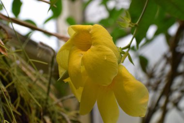 Bahçedeki sarı çiçekler