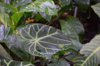 Tropik yaprak dokusu, doğal arkaplan