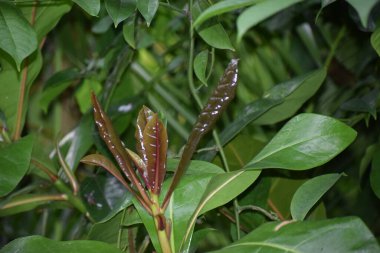 Bahçede yeşil yapraklar, bitki örtüsü ve doğa