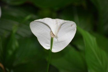 Bahçedeki beyaz zambak çiçeği
