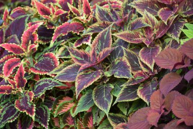 Renkli sonbahar yapraklarını kapat