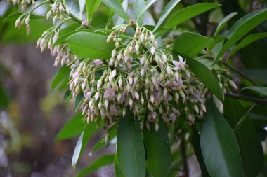Güzel botanik fotoğrafı, doğal duvar kağıdı.