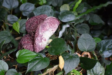 Bahçedeki yeşil bitki