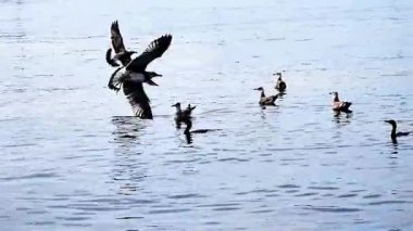 Sudaki kuş sürüsü