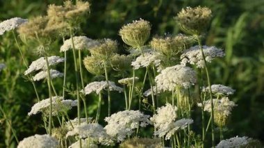 Bahçedeki güzel çiçekler