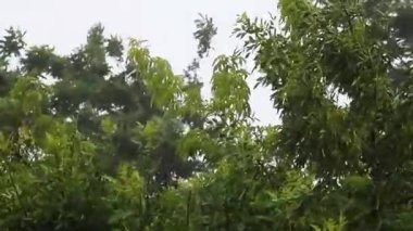 Ormandaki ağaç dalları, doğa ve bitki örtüsü