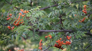 Bahçedeki olgun kırmızı kızılcık meyvelerini yakın.