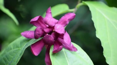 Bahçedeki güzel çiçekler