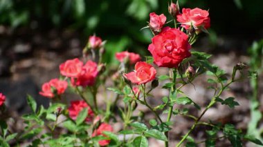 Bahçedeki kırmızı güller