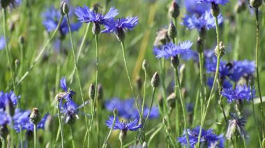 Mavi çiçekleri kapat