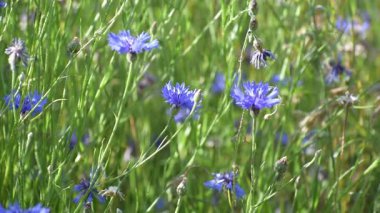 Kuzey Almanya 'nın kırsalında bir tarlada mavi çiçek, yakın.