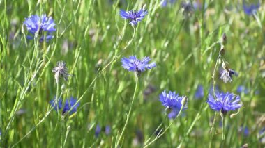 Bahçedeki güzel çiçekler