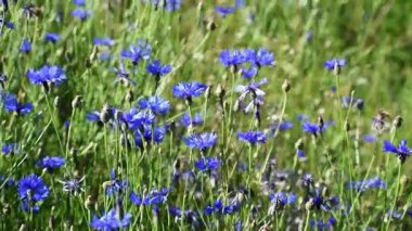 Bahçedeki güzel çiçekler