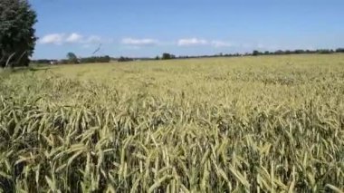 Yazın yeşil buğday tarlası