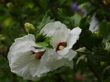 Güzel botanik fotoğrafı, doğal duvar kağıdı.