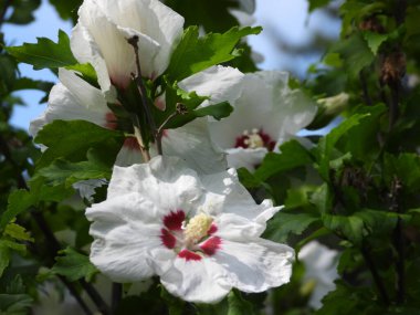 Beyaz bir amber çiçeğinin çiçek açmasına yakın.
