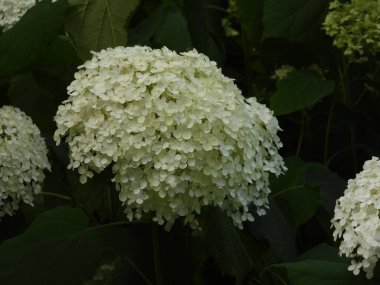 Bahçedeki güzel çiçekler